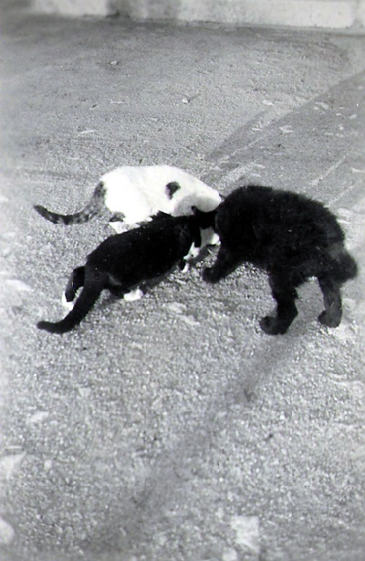 INFAIL-24